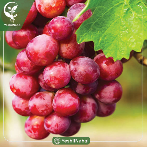 نهال انگور الحقی